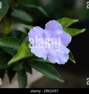 Nahaufnahme der brunfelsia-Blume. Gestern, heute, morgen, oder morgen, Mittag-Nacht-Blume Stockfoto