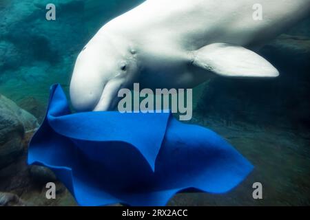 Belugawal (Delphinapterus leucas), auch bekannt als Weißwal, spielt im Georgia Aquarium in Atlanta mit einer Decke unter Wasser. (USA) Stockfoto