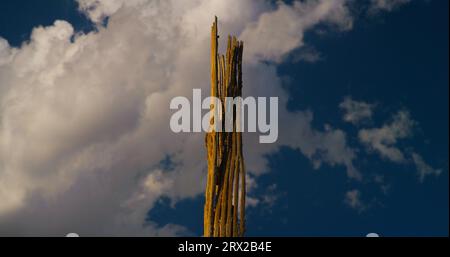 Die Rippen eines toten Saguaro fallen in der Sonne und im Schatten des Nachmittags, während sie sich in einer sanften Sommerbrise bewegen. Stockfoto