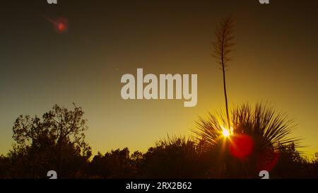 Soaptree Yucca in der Sonora-Wüste bei Sonnenuntergang. Stockfoto