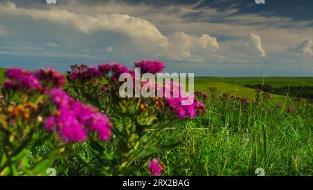 Der Wind wehte über die Prärie mit westlichem Ironweed und Sideoats Grama unter einem Sommerhimmel aus weißen, geschwollenen Wolken. Stockfoto