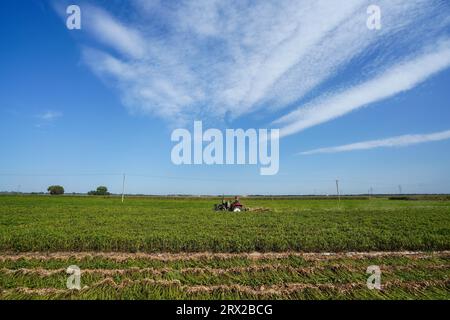 Luannan County, China - 19. September 2022: Landwirte kontrollieren landwirtschaftliche Maschinen, um Erdnüsse auf dem Feld zu ernten, Nordchina Stockfoto