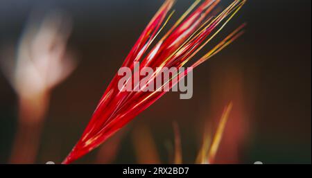 Foxtail Grass in seiner Entwicklungsstufe ist sowohl tödlich als auch invasiv. Stockfoto