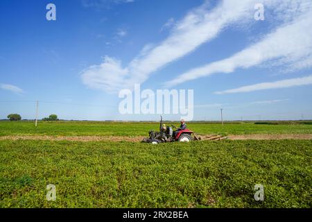 Luannan County, China - 19. September 2022: Landwirte kontrollieren landwirtschaftliche Maschinen, um Erdnüsse auf dem Feld zu ernten, Nordchina Stockfoto