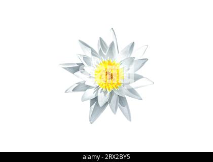 Weiße Wasserlilie Blume isoliert auf weißem Hintergrund, Draufsicht. Beauty Lotus Wildblumenblume Ausschnitt Symbol. Die kleine Nymphaea tetragona-Seerose schneidet sich ab Stockfoto