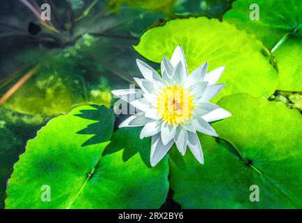 Weiße finnische Seerosenblüte, Draufsicht. Schönheit Nymphaea tetragona wilde Blume und grüne Blätter auf Teich in Zierwassergarten. Schön klein Stockfoto