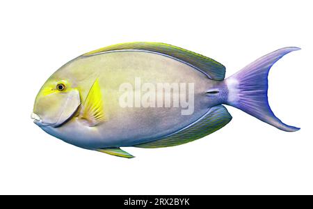 Gelbflossen-Surgeonfische isoliert auf weißem Hintergrund. Acanthurus xanthopterus Fisch schwimmendes Ausschnittsymbol, Seitenansicht. Bunte Tropenfische des Cuviers-Chirurgen Stockfoto