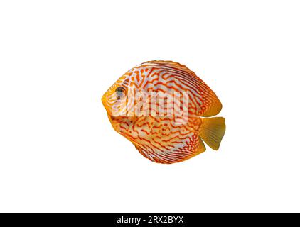 Pompadour kleine Fische isoliert auf weißem Hintergrund. Rotes Symphysodon Diskus gestreiftes Fischausschnitt-Symbol, Seitenansicht. Süße Aquarium Süßwasser Orange Fisch c Stockfoto