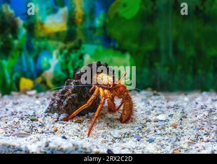 Rote Einsiedlerkrabbe in der Schale im Aquarium. Dardanus megistos oder weiß gefleckte Einsiedlerkrebse, die auf weißen kleinen Steinen im Fischtank sitzt Stockfoto