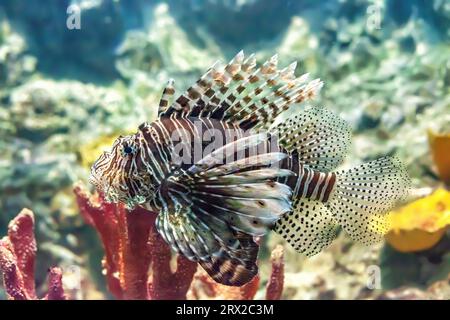 Teufelskäfer schwimmen im tiefen Ozean. Pterois Miles tropische Fische schwimmen im Aquarium. Gemeiner Löwenfisch und rote Korallen im Meer, Seitenansicht Stockfoto