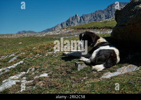 Ein flauschiger Bewohner Georgiens mit Pfoten. Charmante schwarz-weiße zentralasiatische Schäferhund liegt auf dem grünen Gras in den Bergen und ruht. Stepantsmi Stockfoto