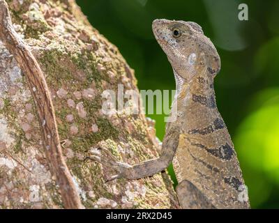 Ein erwachsenes weibliches Basilisken (Basiliscus basiliscus) auf einem Baum neben einem Bach in Caletas, Costa Rica, Mittelamerika Stockfoto