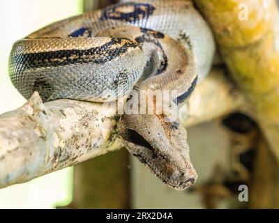 Eine Erwachsene mittelamerikanische Boa (Boa Imperator) während des Tages, Caletas, Costa Rica, Mittelamerika Stockfoto