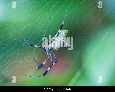 Eine erwachsene goldene Seidenspinne (Trichonephila clavipes) in ihrem Netz, Caletas, Costa Rica, Mittelamerika Stockfoto