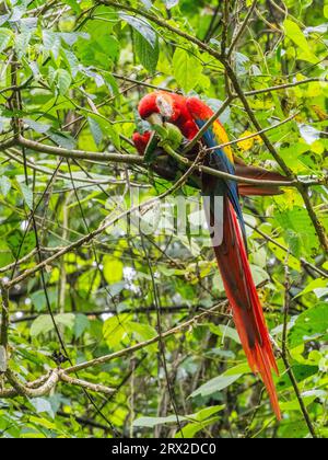 Ein erwachsener scharlachroter Ara (Ara macao) ernährt sich von Obst in Playa Blanca, Costa Rica, Mittelamerika Stockfoto