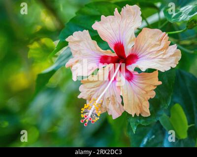 Ein chinesischer Hibiskus (Hibiscus rosa-sinensis), der im Regenwald von Playa Blanca, Costa Rica, Mittelamerika wächst Stockfoto