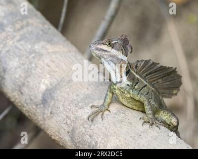 Ein erwachsener männlicher Basilisk (Basiliscus basiliscus) auf einem Baumstamm neben einem Bach in Caletas, Costa Rica, Mittelamerika Stockfoto