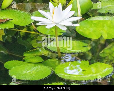 Eine ägyptische weiße Seerose (Nymphaea lotus), die im Regenwald in Playa Blanca, Costa Rica, Mittelamerika wächst Stockfoto