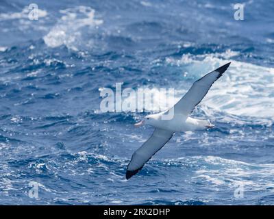 Ein erwachsener Wanderalbatrosss (Diomedea exulans) im Flug in der Drake Passage, Argentinien, Südamerika Stockfoto