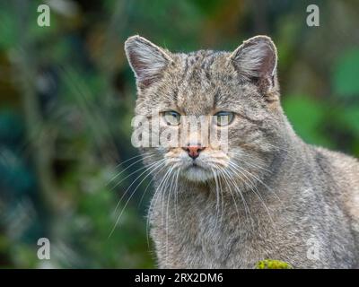 Eine Erwachsene, in Gefangenschaft gehaltene europäische Wildkatze (Felis silvestris), im Wildcat Village HALtscheroda, Thüringen, Deutschland, Europa Stockfoto