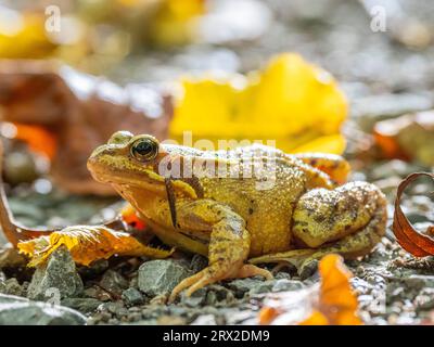 Ein erwachsener Europäischer gewöhnlicher Frosch (Rana temporaria) auf dem Boden im Nationalpark Hainich, Thüringen, Deutschland, Europa Stockfoto