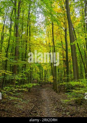 Herbstfarben im Nationalpark Hainich, ein uralter Buchenwald, Thüringen, Deutschland, Europa Stockfoto