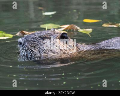 Eine adulte Nutria (Myocastor coypus), eine invasive Art, die aus Südamerika, Spreewald, Deutschland, Europa eingeführt wird Stockfoto