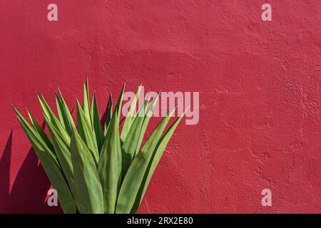 Agavenpflanze gegen rote Stuckwand Stockfoto