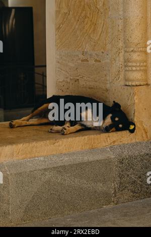 Ein schwarz-roter streunender Mongrelhund ist abgehackt, mit einem Tag im Ohr, schlafend im Zentrum von Tiflis auf dem Territorium der Kirche. Die Probe Stockfoto