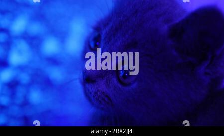 Eine winzige, grau-blaue Katzenkatze mit weiten Augen sitzt neben einem faszinierenden, leuchtend blauen Hintergrund Stockfoto