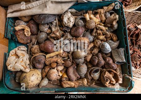 Lokale Wurzeln und Blätter, Markt für traditionelle Medizin, Garoua, Nordkamerun, Afrika Stockfoto