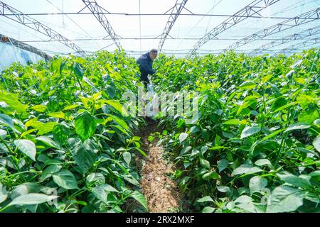 Luannan County, China - 10. Oktober 2022: Bauern ernten Chilis im Gewächshaus in Nordchina Stockfoto