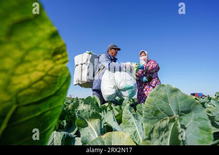 Luannan County, China - 10. Oktober 2022: Bauern ernten Blumenkohl auf den Feldern in Nordchina Stockfoto