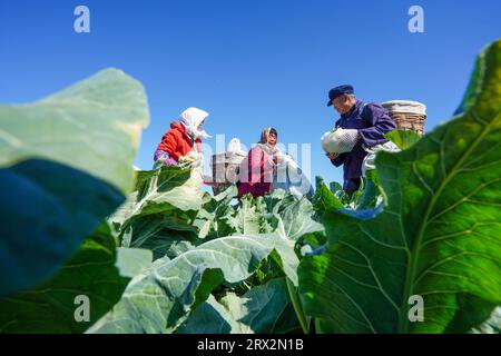 Luannan County, China - 10. Oktober 2022: Bauern ernten Blumenkohl auf den Feldern in Nordchina Stockfoto