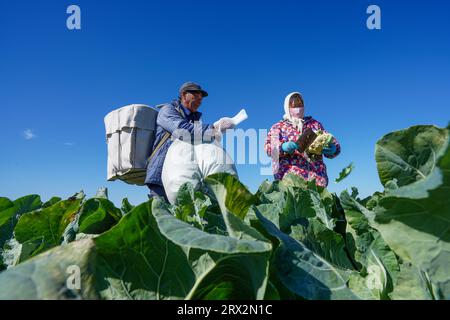 Luannan County, China - 10. Oktober 2022: Bauern ernten Blumenkohl auf den Feldern in Nordchina Stockfoto