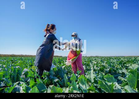 Luannan County, China - 10. Oktober 2022: Bauern ernten Blumenkohl auf den Feldern in Nordchina Stockfoto