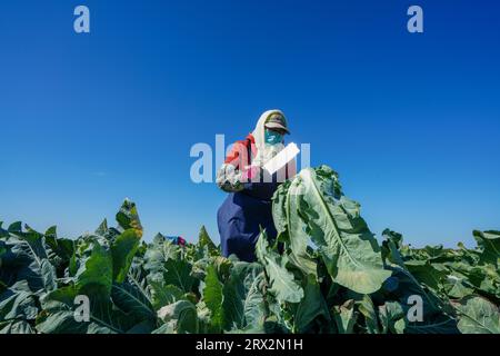 Luannan County, China - 10. Oktober 2022: Bauern ernten Blumenkohl auf den Feldern in Nordchina Stockfoto