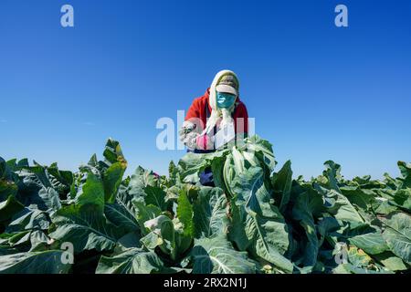 Luannan County, China - 10. Oktober 2022: Bauern ernten Blumenkohl auf den Feldern in Nordchina Stockfoto