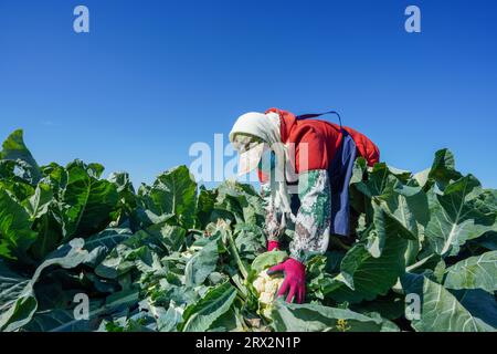 Luannan County, China - 10. Oktober 2022: Bauern ernten Blumenkohl auf den Feldern in Nordchina Stockfoto