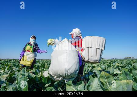 Luannan County, China - 10. Oktober 2022: Bauern ernten Blumenkohl auf den Feldern in Nordchina Stockfoto