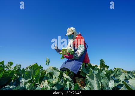 Luannan County, China - 10. Oktober 2022: Bauern ernten Blumenkohl auf den Feldern in Nordchina Stockfoto