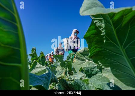 Luannan County, China - 10. Oktober 2022: Bauern ernten Blumenkohl auf den Feldern in Nordchina Stockfoto