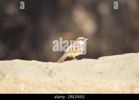 Porträt des Eurasischen Baumspatzen - Passer montanus gemeiner sitzender Vogel. Haus Spatzen weiblicher singvogel (Passer domesticus), der auf Draht singt Stockfoto