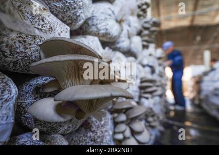 Bauern sammeln essbare Pilze in Gewächshäusern, Luannan County, Provinz Hebei, China Stockfoto