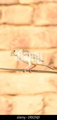 Porträt des Eurasischen Baumspatzen - Passer montanus gemeiner sitzender Vogel. Haus Spatzen weiblicher singvogel (Passer domesticus), der auf Draht singt Stockfoto