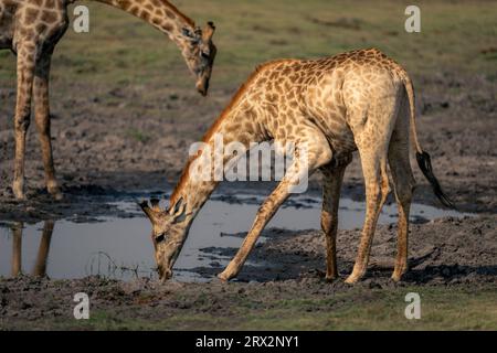 Männliche südliche Giraffe steht am Wasserloch und trinkt Stockfoto