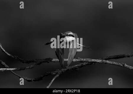 Mono Little Bienenfresser zieht vorbei an Zweigen Stockfoto