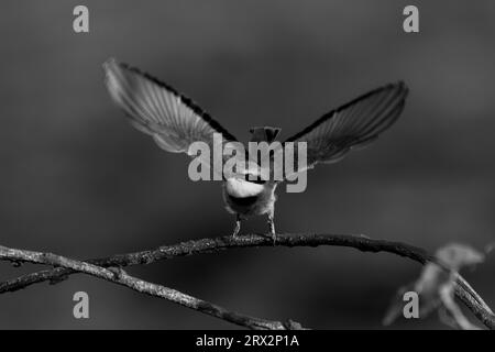 Mono Little Bee-Eater geht vom Ast Stockfoto