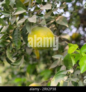 Erfassen der Orangenfrucht, die an der Zweigstelle hängt. Orangenbaum mit Frucht.Orangen hängenden Baum.reife und frische Orangen hängen auf Ast. Saftige Früchte Stockfoto