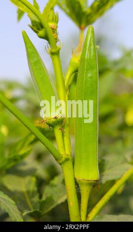 Nahaufnahme von Okra.Lady Fingers. Marienfinger oder Okragemüse auf der Farm. Plantage von natürlichem Okra. Frisches Okragemüse. Lady Finger Feld. Stockfoto